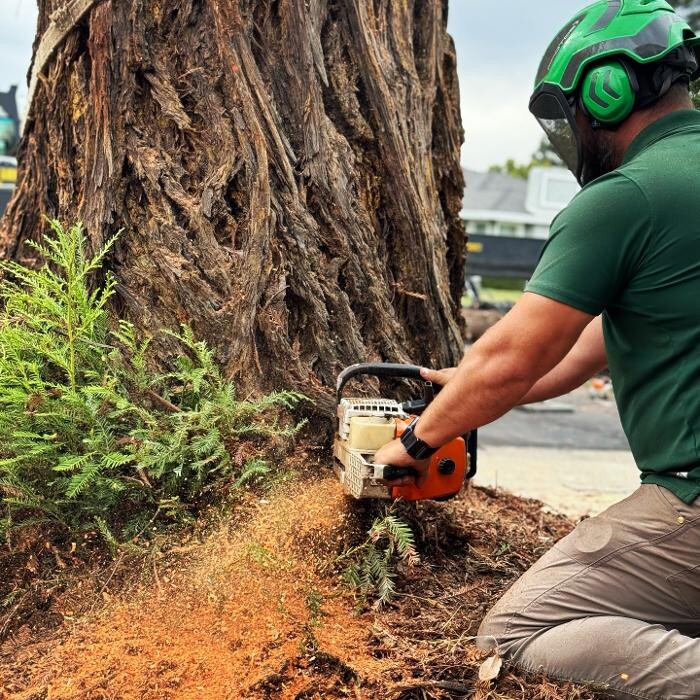 Images All Green Tree Service