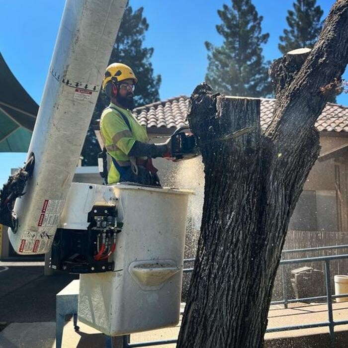 Images All Green Tree Service