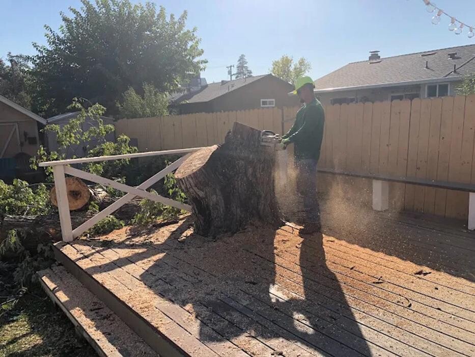 Images All Green Tree Service