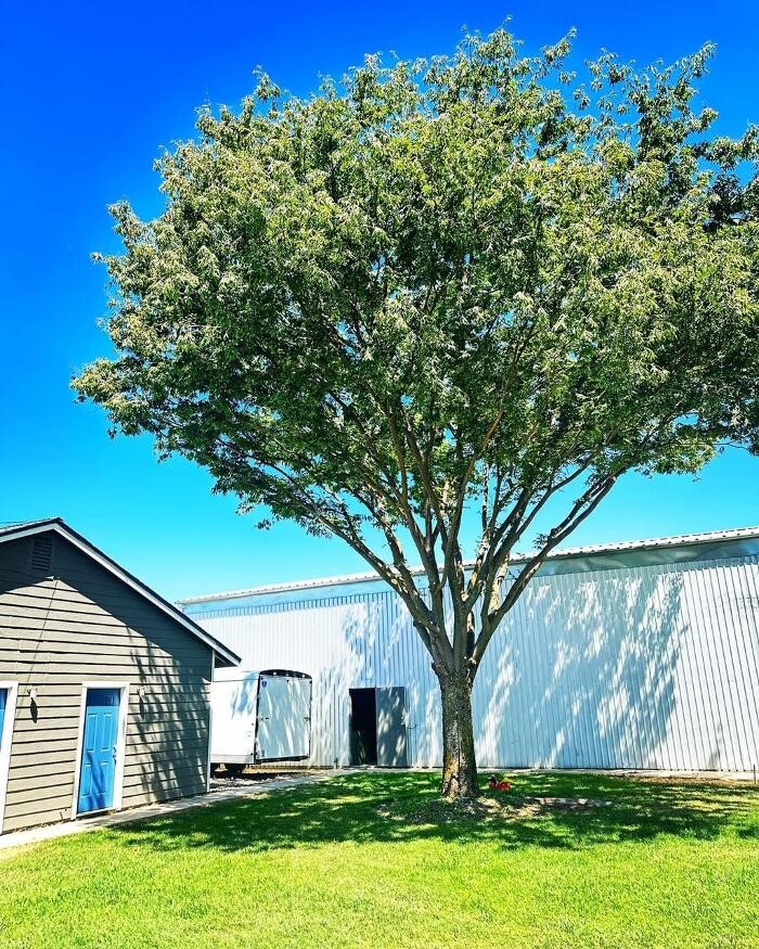 Images All Green Tree Service