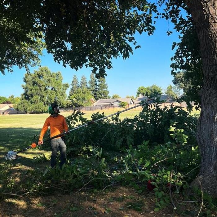 Images All Green Tree Service