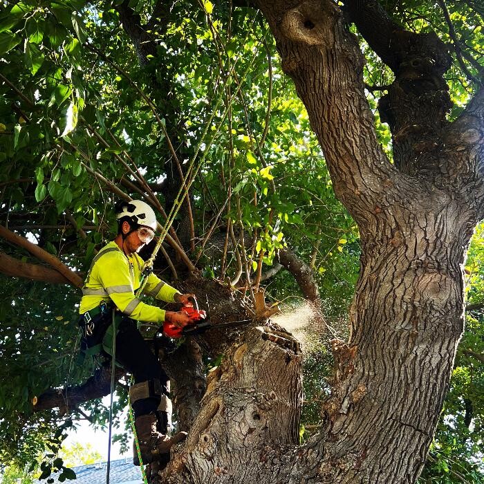 Images All Green Tree Service