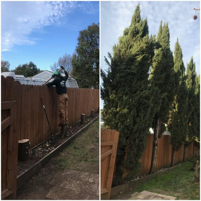 Images All Green Tree Service