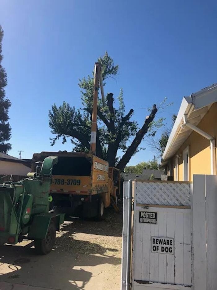 Images All Green Tree Service