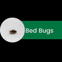 Images Bug Off Pest Pros