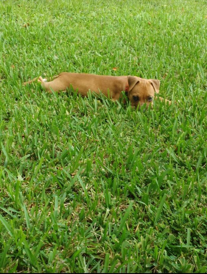 Images Pawtopia Boarding and Daycare LLC