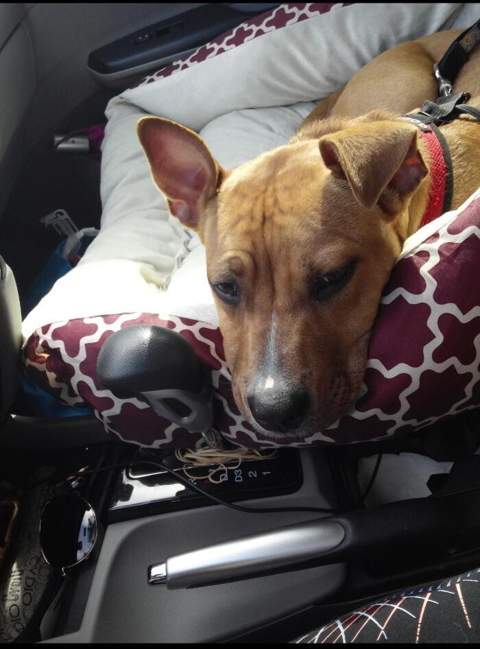 Images Pawtopia Boarding and Daycare LLC