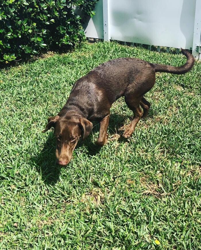 Images Pawtopia Boarding and Daycare LLC