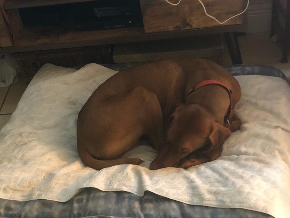 Images Pawtopia Boarding and Daycare LLC