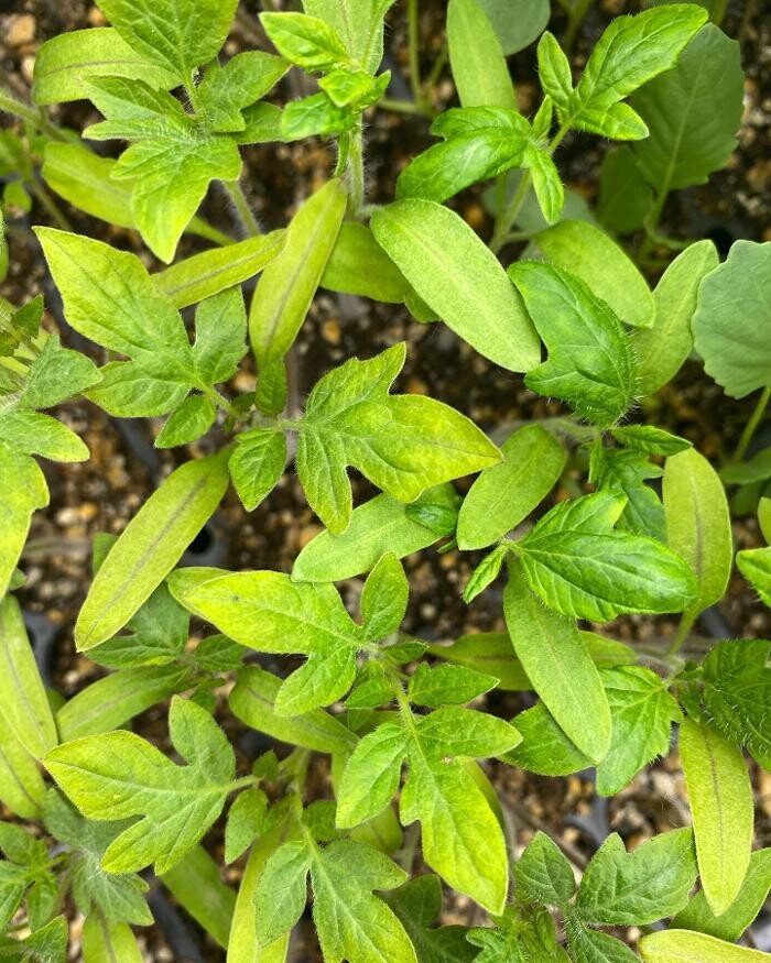 Images The Treehouse Garden Center