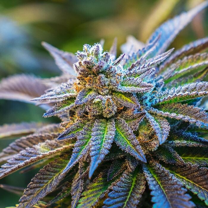Images NuVue Pharma Dispensary