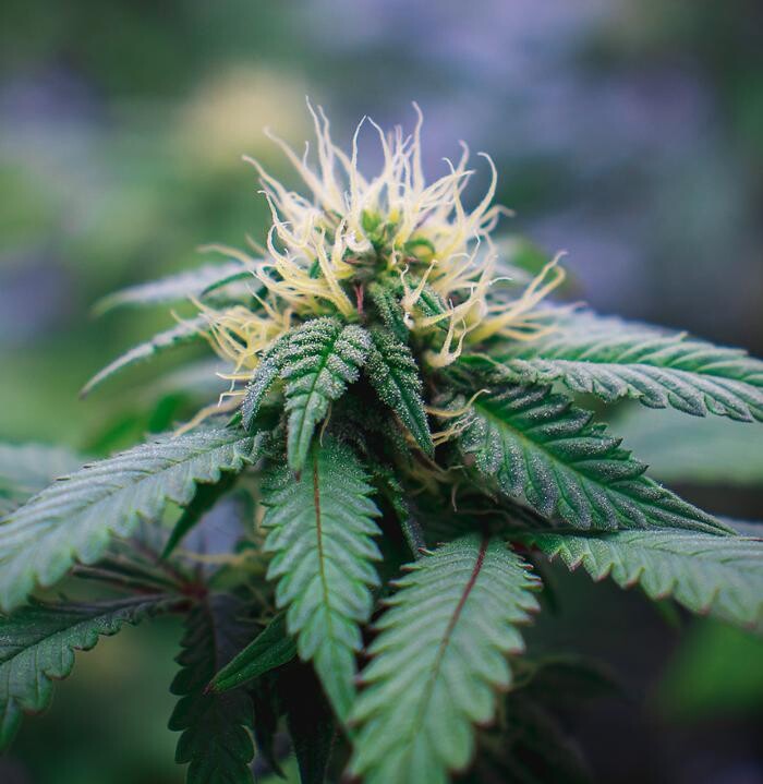 Images NuVue Pharma Dispensary