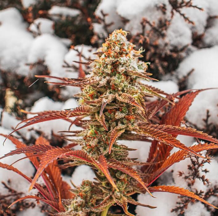 Images NuVue Pharma Dispensary