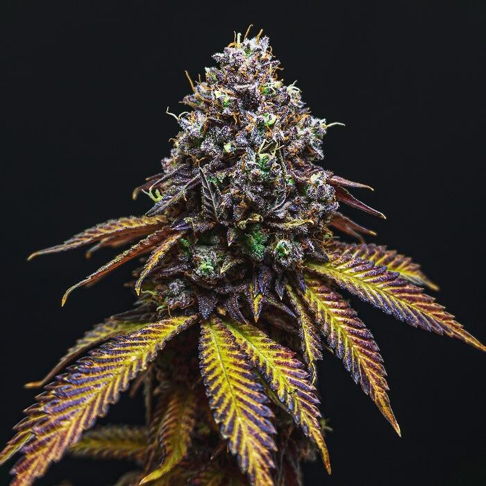 Images NuVue Pharma Dispensary