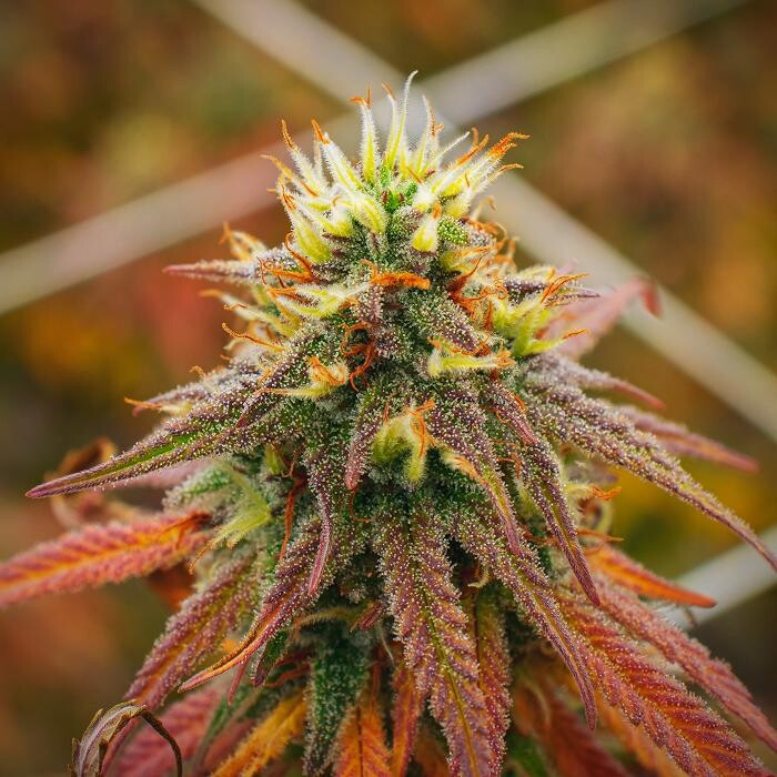Images NuVue Pharma Dispensary