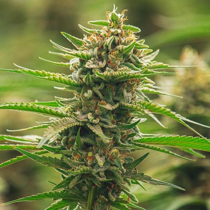 Images NuVue Pharma Dispensary