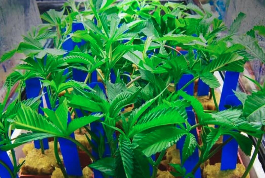 Images NuVue Pharma Dispensary