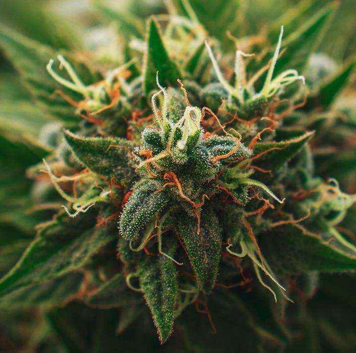Images NuVue Pharma Dispensary