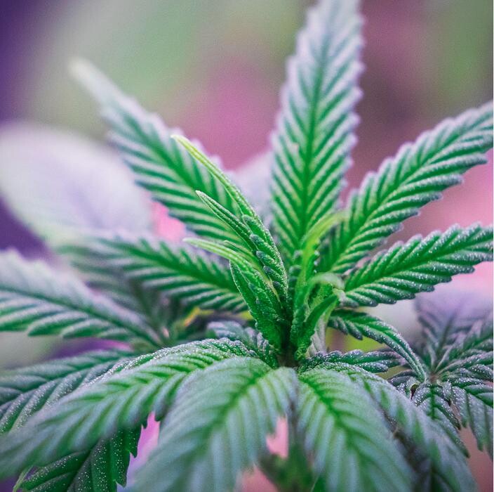 Images NuVue Pharma Dispensary