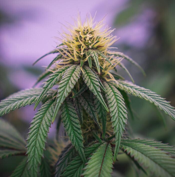 Images NuVue Pharma Dispensary