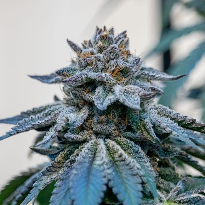 Images NuVue Pharma Dispensary