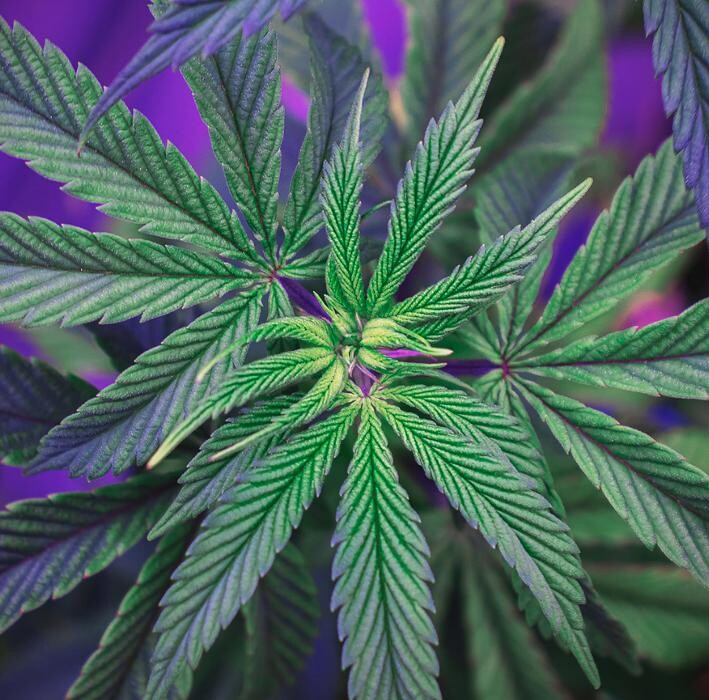 Images NuVue Pharma Dispensary