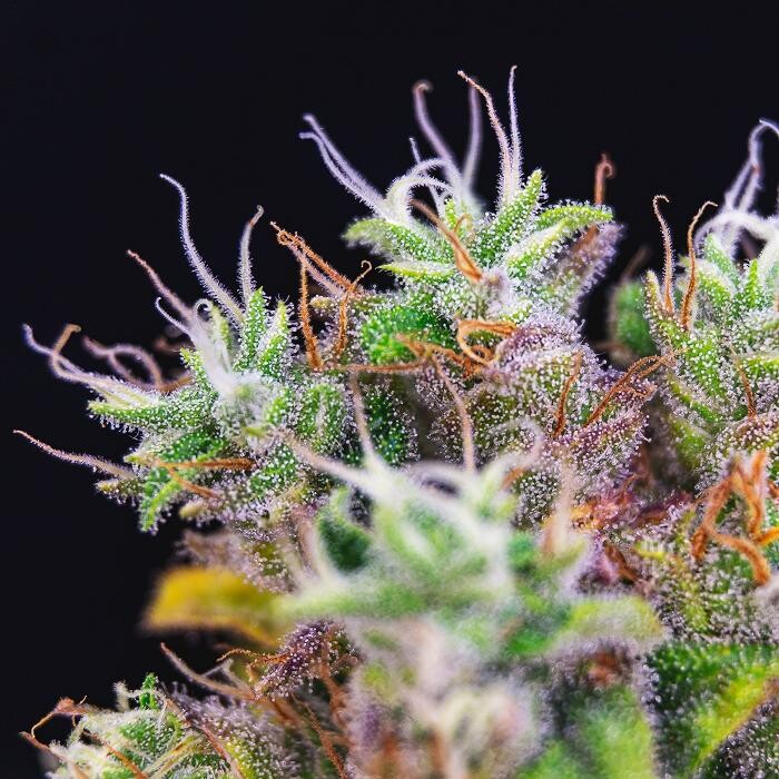 Images NuVue Pharma Dispensary