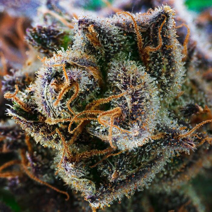 Images NuVue Pharma Dispensary