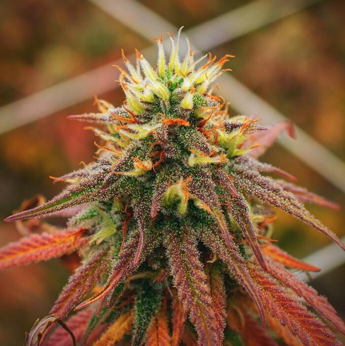 Images NuVue Pharma Dispensary