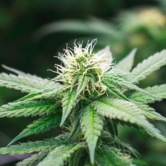 Images NuVue Pharma Dispensary