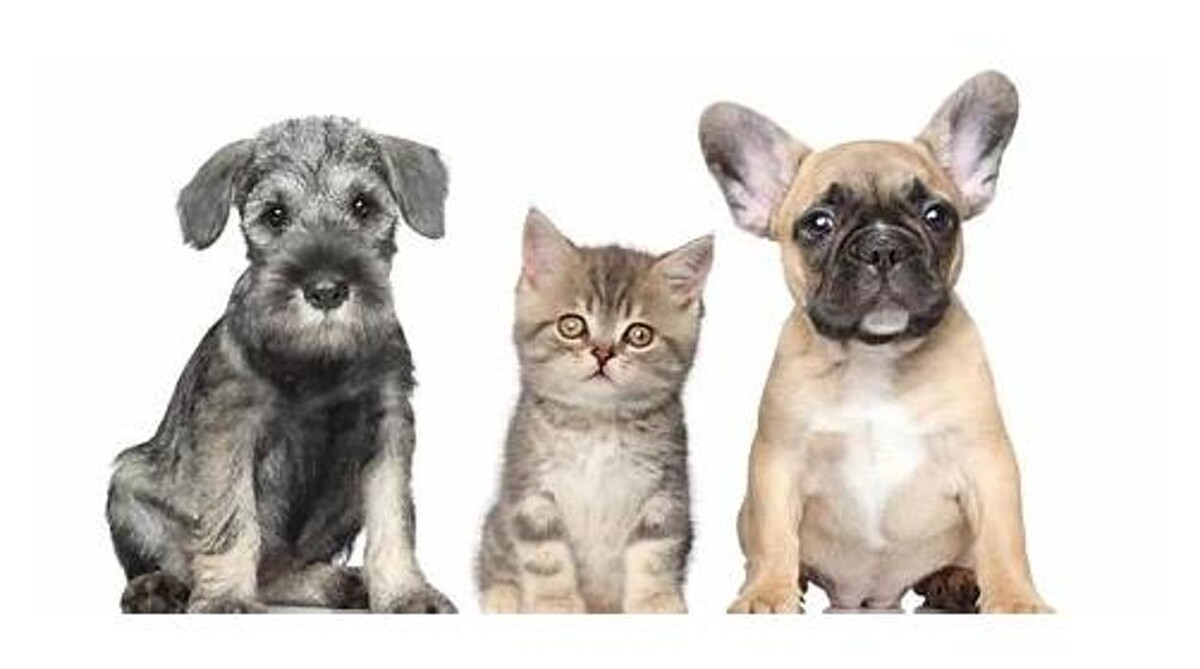Images Intercity Veterinary Hospital ( Value Vet Animal Clinic)