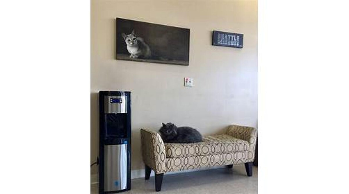 Images Intercity Veterinary Hospital ( Value Vet Animal Clinic)