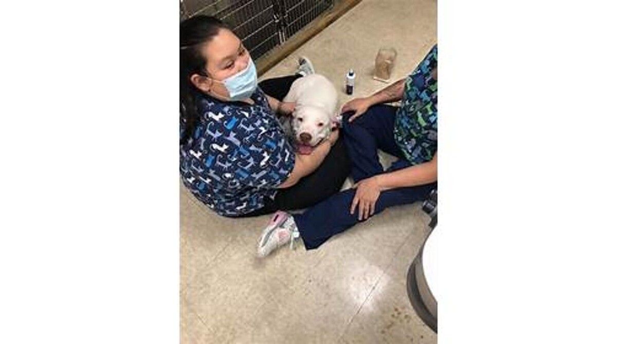 Images Intercity Veterinary Hospital ( Value Vet Animal Clinic)
