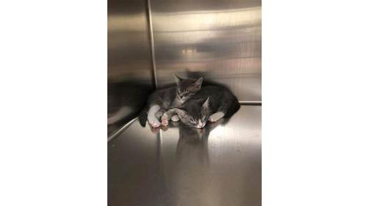 Images Intercity Veterinary Hospital ( Value Vet Animal Clinic)