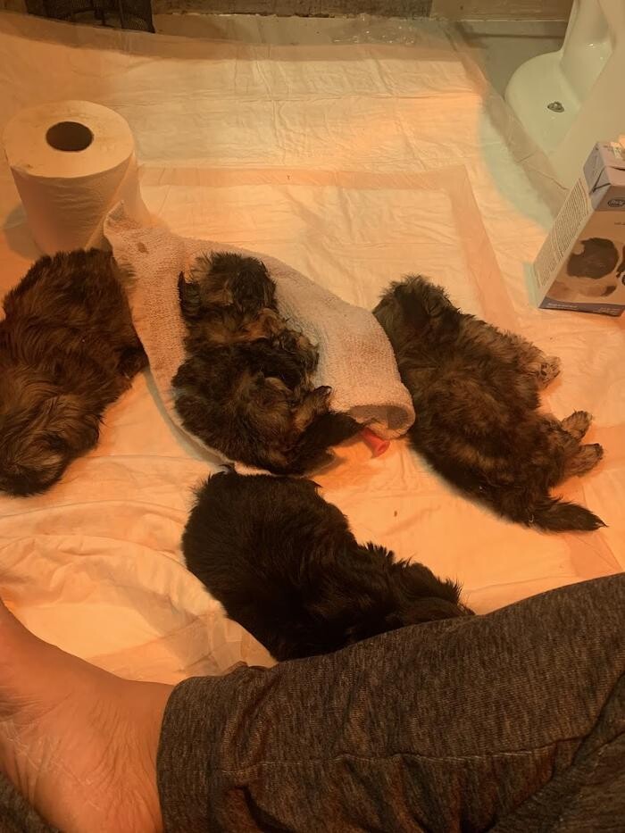 Images Intercity Veterinary Hospital ( Value Vet Animal Clinic)