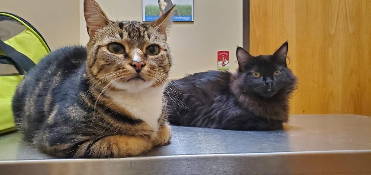 Images Intercity Veterinary Hospital ( Value Vet Animal Clinic)