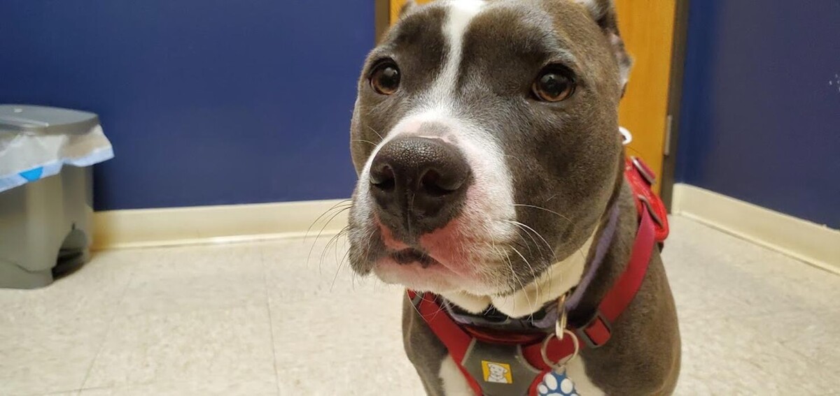 Images Intercity Veterinary Hospital ( Value Vet Animal Clinic)