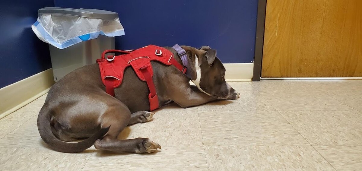 Images Intercity Veterinary Hospital ( Value Vet Animal Clinic)
