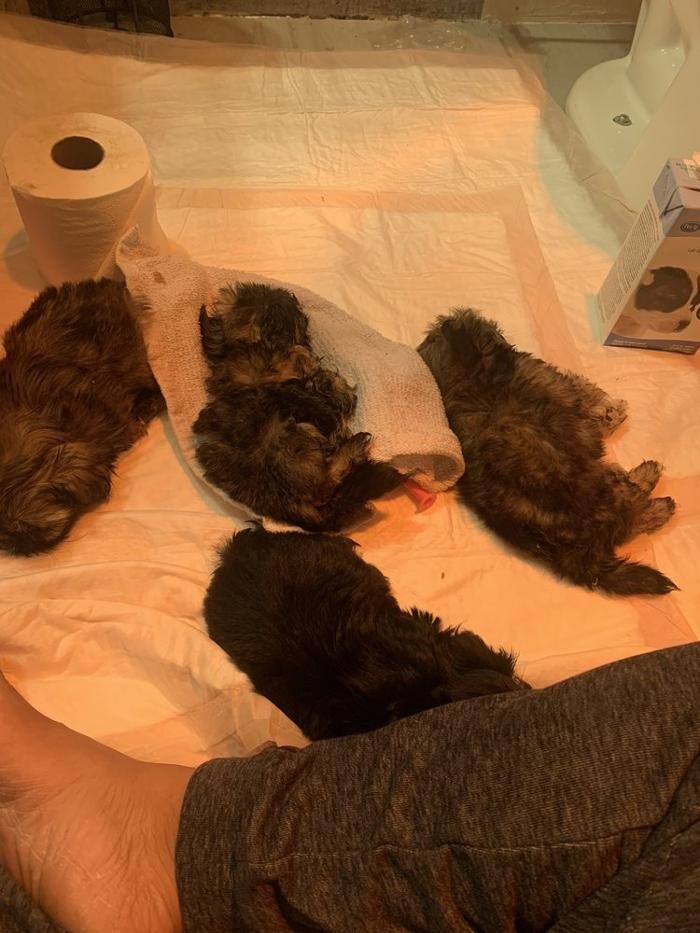 Images Intercity Veterinary Hospital ( Value Vet Animal Clinic)