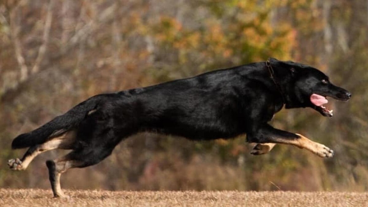 Images DeNovo Canine and Pet Services LLC