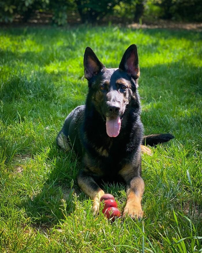 Images DeNovo Canine and Pet Services LLC