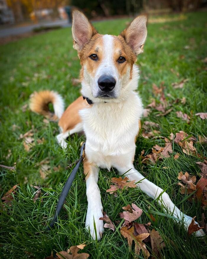 Images DeNovo Canine and Pet Services LLC