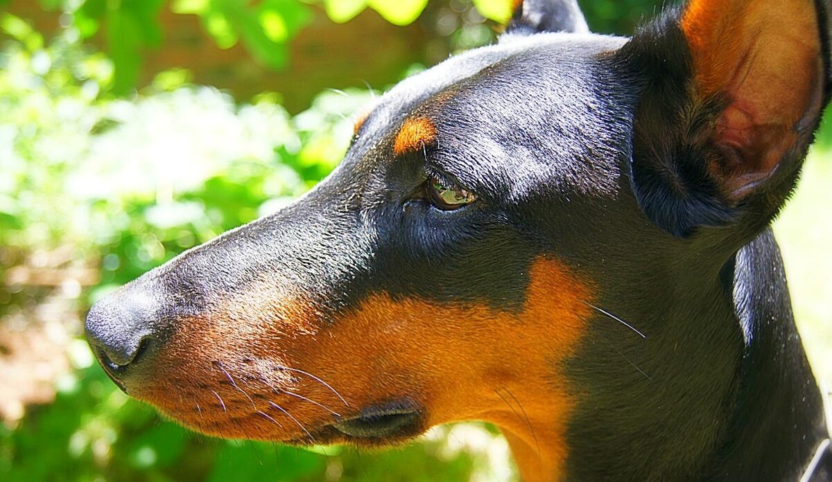 Images DeNovo Canine and Pet Services LLC