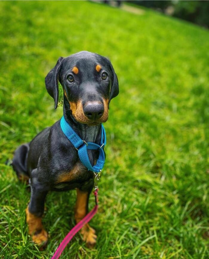 Images DeNovo Canine and Pet Services LLC