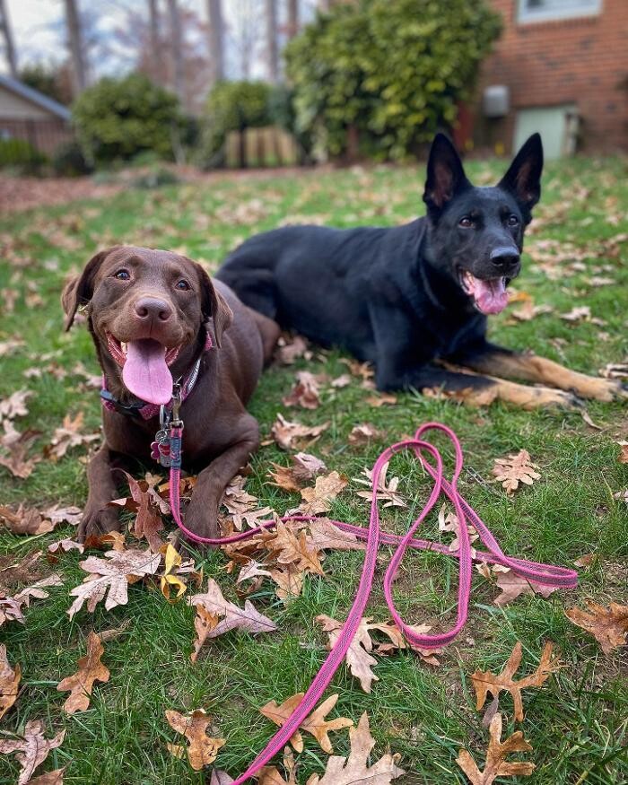 Images DeNovo Canine and Pet Services LLC