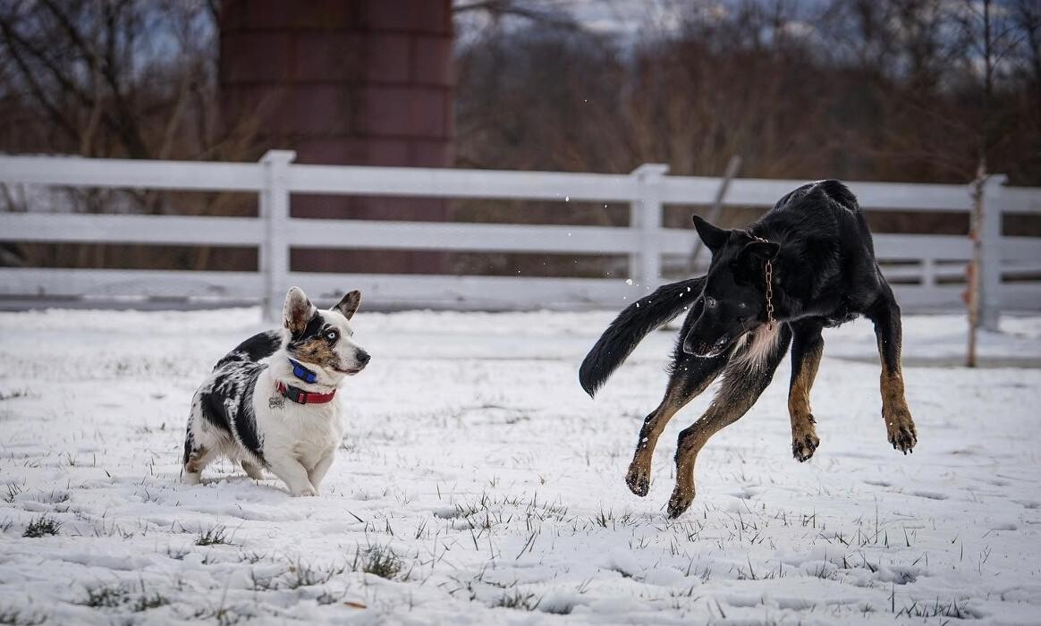 Images DeNovo Canine and Pet Services LLC