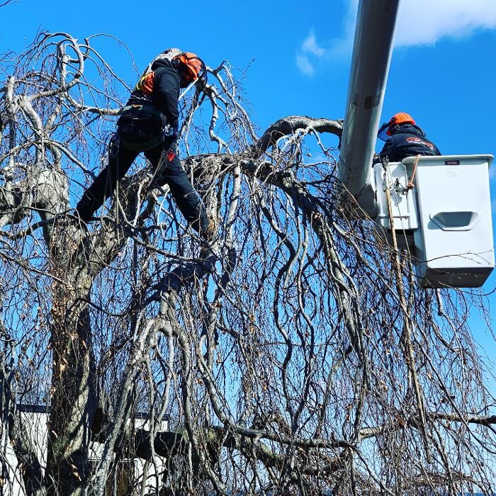 Images Climbers Tree Care Specialist, Inc.