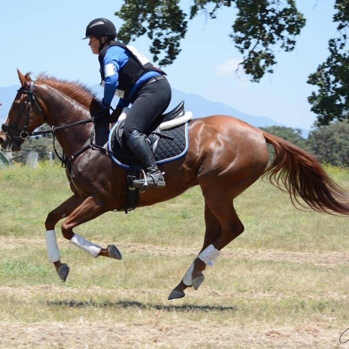 Images Kings Corner Training Stables