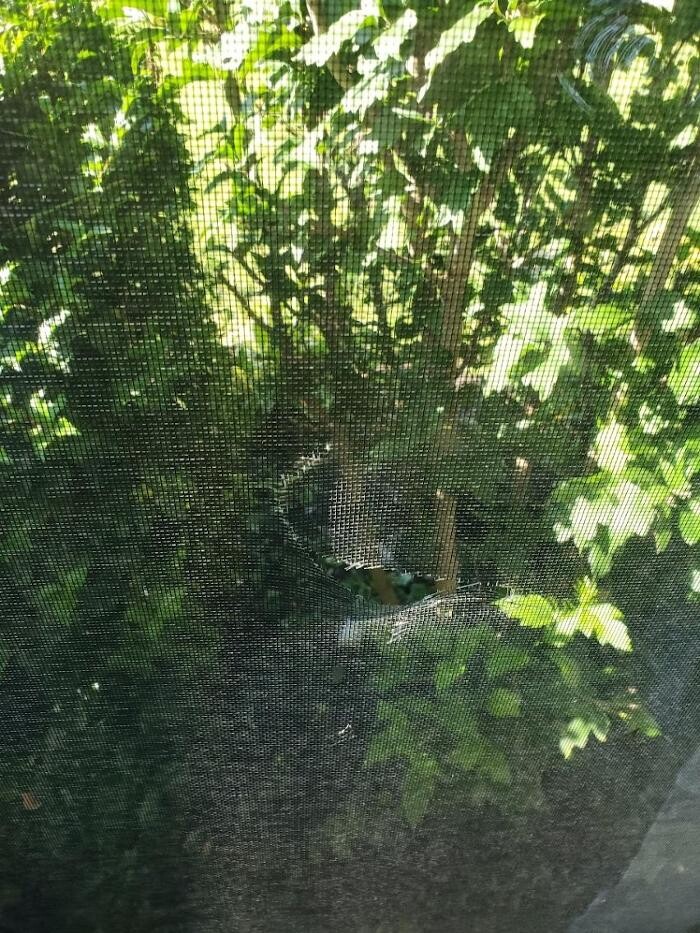 Images NextGen Restoration