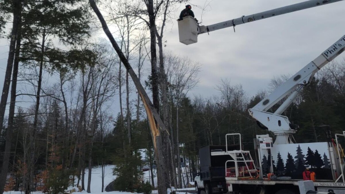 Images Phil's Tree Service Seacoast